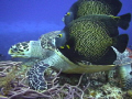   was making underwater video Cozumel last week came across French Angels scavenging scraps food drifting green sea turtle while feeding  